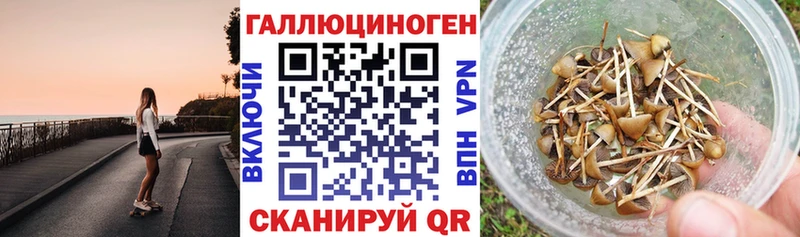 где можно купить   Тайга  Галлюциногенные грибы прущие грибы 